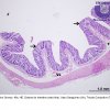 1.a. Tecido Epitelial Glandular - Glândula Tubular Simples - Intestino Grosso - 40x